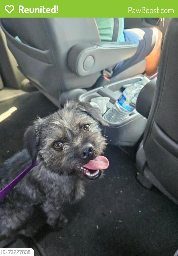 Reunited Female Dog last seen N. Victoria Parkway/Stirling, Milpitas, CA 95035