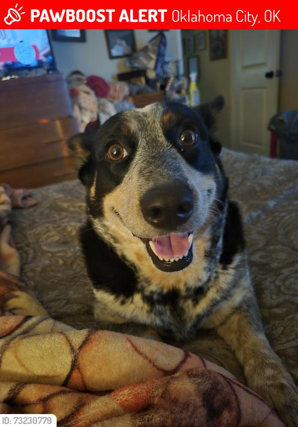 Lost Female Dog last seen Sw 29th and Sara Rd behind Braums on Tenkiller Dr, Oklahoma City, OK 73064