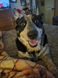 Lost Female Dog last seen Sw 29th and Sara Rd behind Braums on Tenkiller Dr, Oklahoma City, OK 73064