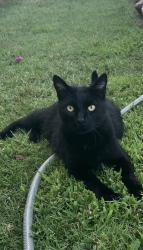 Found/Stray Unknown Cat last seen Central, Montclair, CA 91763