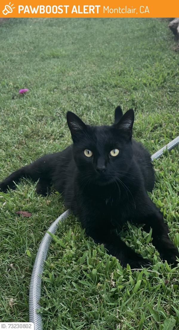 Found/Stray Unknown Cat last seen Central, Montclair, CA 91763
