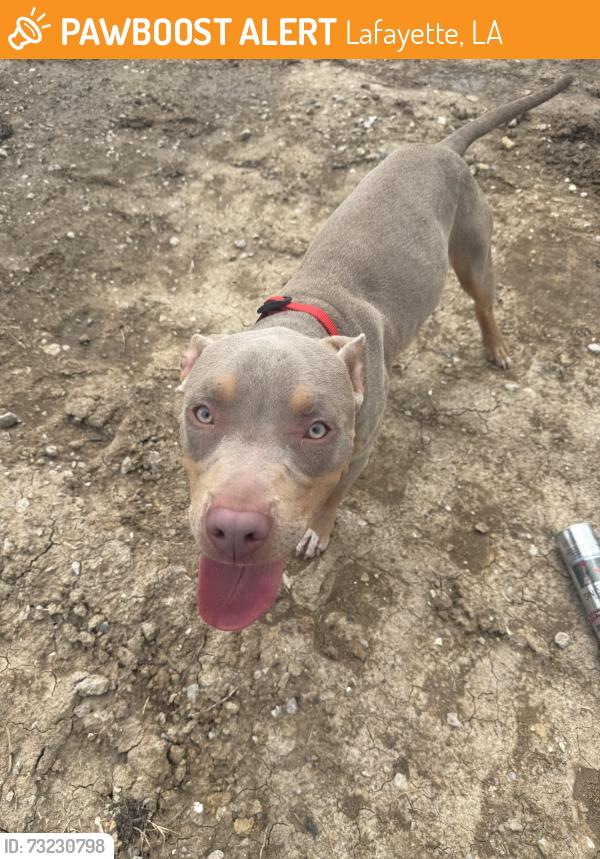 Found/Stray Male Dog last seen Thomas Park, Lafayette, LA 70503