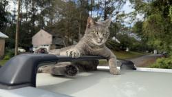 Lost Female Cat last seen Cameron cir, Daphne, AL 36526