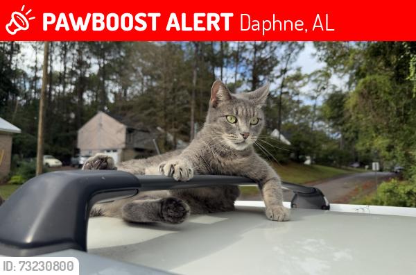 Lost Female Cat last seen Cameron cir, Daphne, AL 36526