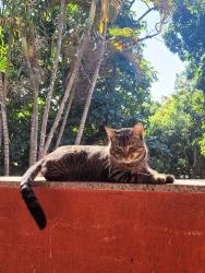 Lost Male Cat last seen proximo a padaria do oswaldo, Vila Guimaraes, RJ 26088-040