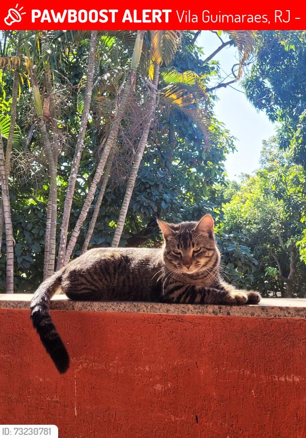 Lost Male Cat last seen proximo a padaria do oswaldo, Vila Guimaraes, RJ 26088-040