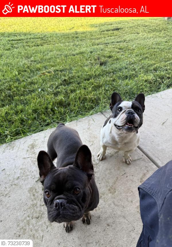 Lost Unknown Dog last seen Tuscaloosa, Tuscaloosa, AL 35405