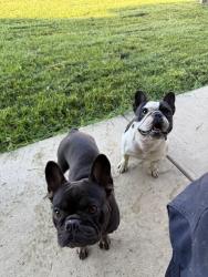 Lost Unknown Dog last seen Tuscaloosa, Tuscaloosa, AL 35405