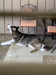 Found/Stray Male Dog last seen Addicks-Satsuma and West Little York, Houston, TX 77084