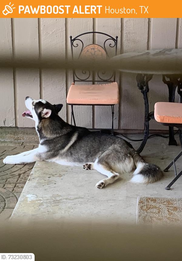 Found/Stray Male Dog last seen Addicks-Satsuma and West Little York, Houston, TX 77084