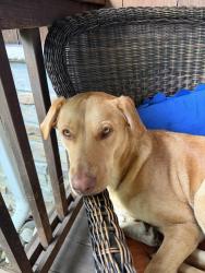Reunited Female Dog last seen 12 Mile & Northwestern, Southfield, MI 48034