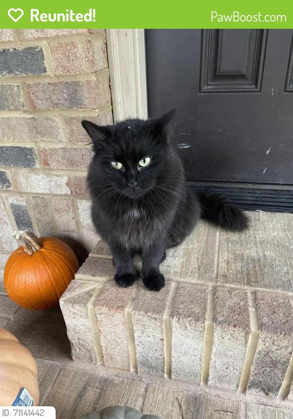Reunited Female Cat last seen Wade Hampton near Target, Taylors, SC 29687