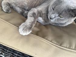 Lost Female Cat last seen Highway 72, Lumberton, NC 28360