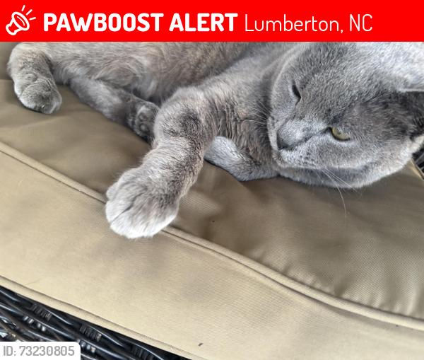 Lost Female Cat last seen Highway 72, Lumberton, NC 28360