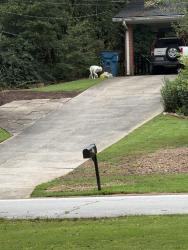 Found/Stray Unknown Dog last seen Bethesda park area, Gwinnett County, GA 30044