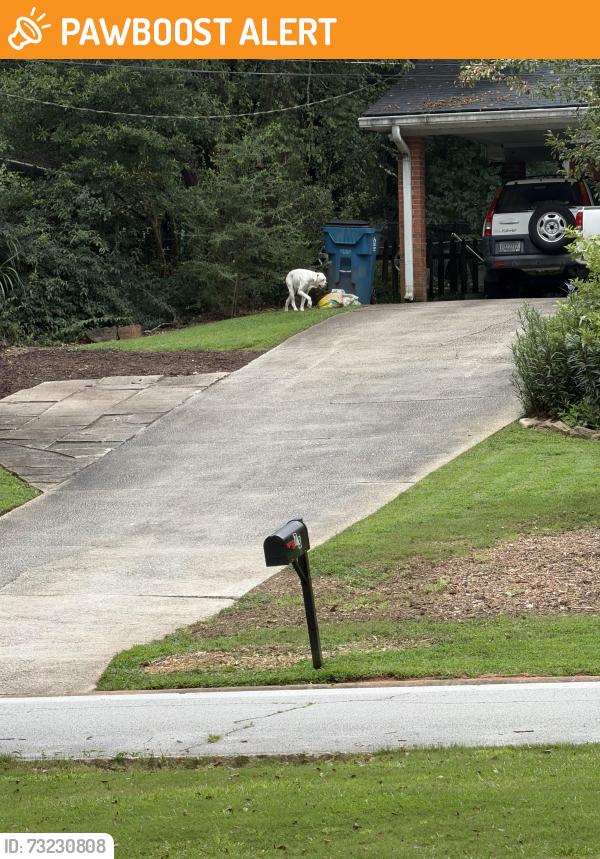 Found/Stray Unknown Dog last seen Bethesda park area, Gwinnett County, GA 30044