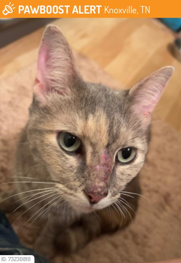 Found/Stray Female Cat last seen Ebenezer and Westland, Knoxville, TN 37923