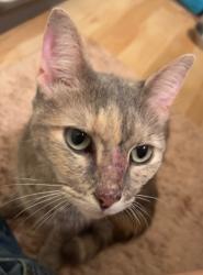 Found/Stray Female Cat last seen Ebenezer and Westland, Knoxville, TN 37923
