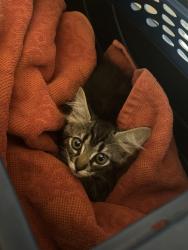 Found/Stray Unknown Cat last seen Perkins and waterview, Arlington, TX 76012