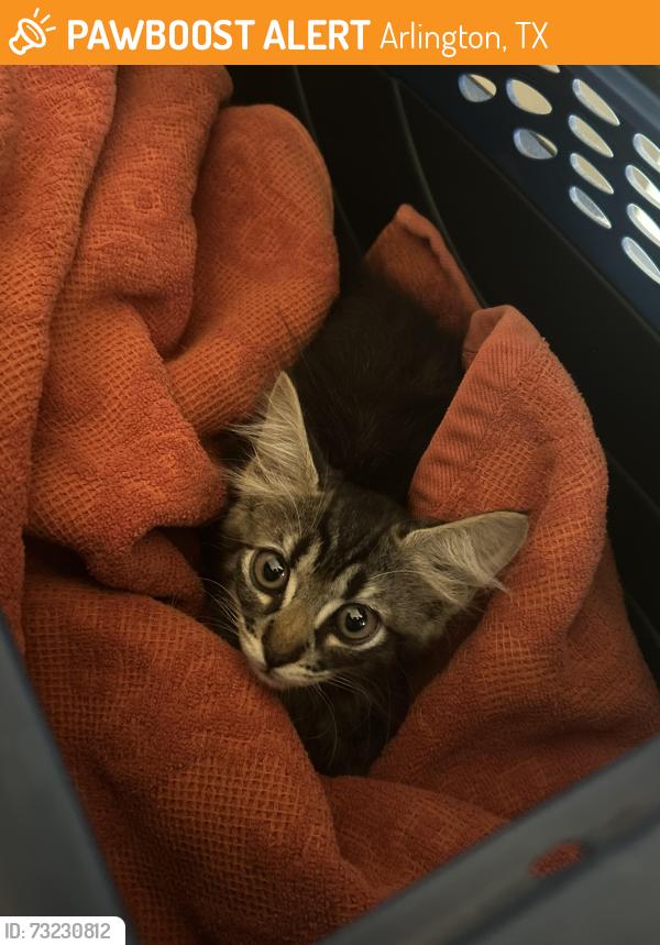 Found/Stray Unknown Cat last seen Perkins and waterview, Arlington, TX 76012
