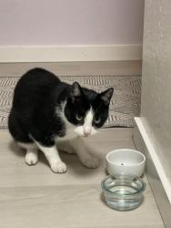 Reunited Male Cat last seen Sacramento and Fillmore, San Francisco, CA 94115