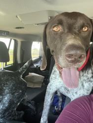 Reunited Female Dog last seen County road 207, Alvarado, TX 76009