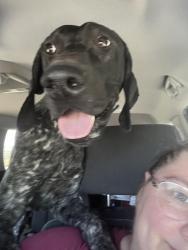 Reunited Male Dog last seen County Road 207, Alvarado, TX 76009