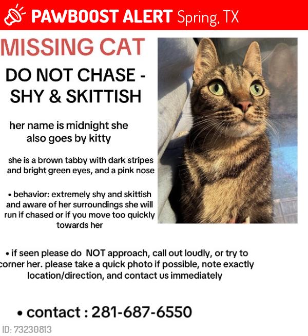 Lost Female Cat last seen Old middle school, Spring, TX 77373