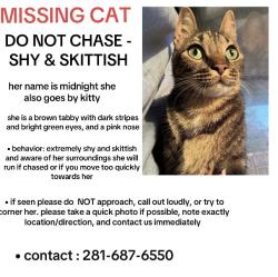 Lost Female Cat last seen Old middle school, Spring, TX 77373