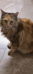 Lost Female Cat last seen Near E 7th Street, Tucson, Az, Tucson, AZ 85710