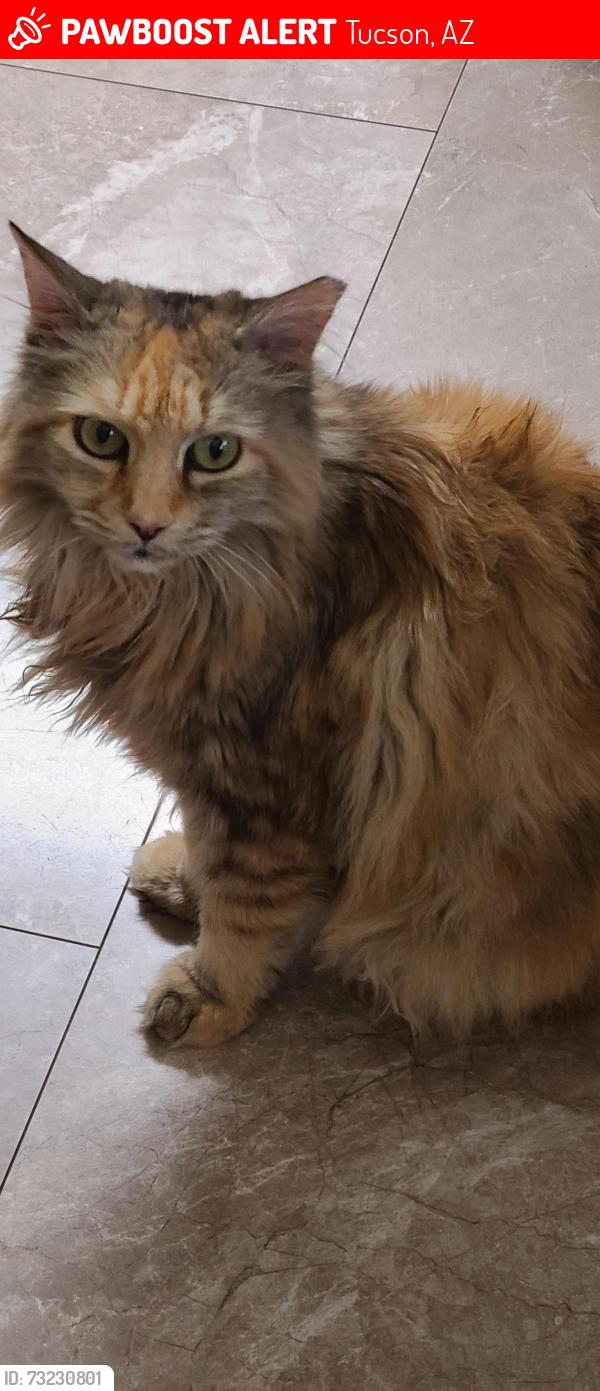 Lost Female Cat last seen Near E 7th Street, Tucson, Az, Tucson, AZ 85710