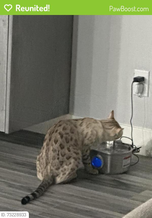 Reunited Male Cat last seen Dandelion Brook Ct & Glacier Springs Dr, Las Vegas, NV 89148