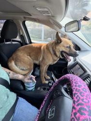 Found/Stray Female Dog last seen Sherman Indian school cemetery, Home Gardens, CA 92503