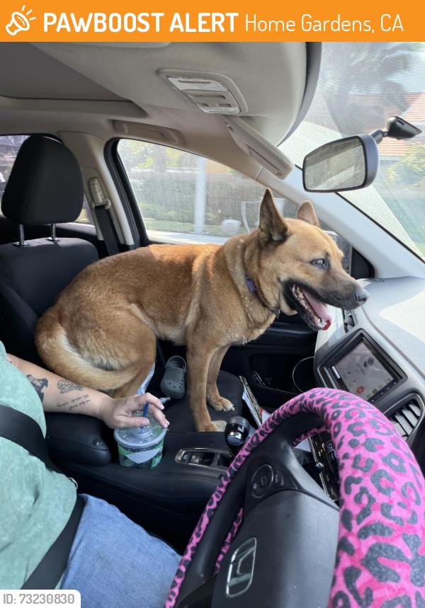 Found/Stray Female Dog last seen Sherman Indian school cemetery, Home Gardens, CA 92503