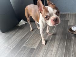 Reunited Male Dog last seen Dawnville arrowhead drive, Whitfield County, GA 30721