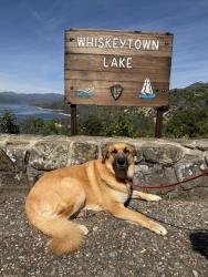 Reunited Female Dog last seen Cottage Park, Sacramento, CA 95825