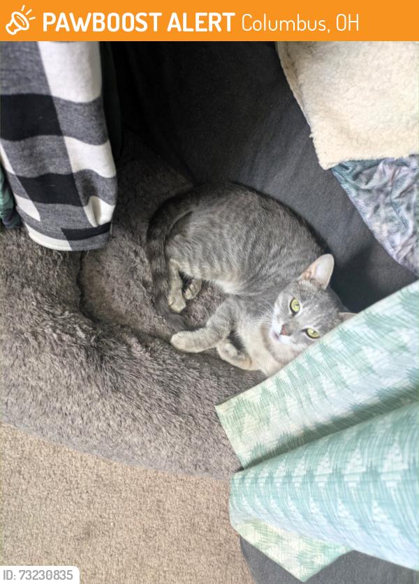 Found/Stray Female Cat last seen Near Smoky Row Rd Columbus, OH 43235, Columbus, OH 43235