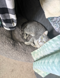 Found/Stray Female Cat last seen Near Smoky Row Rd Columbus, OH 43235, Columbus, OH 43235