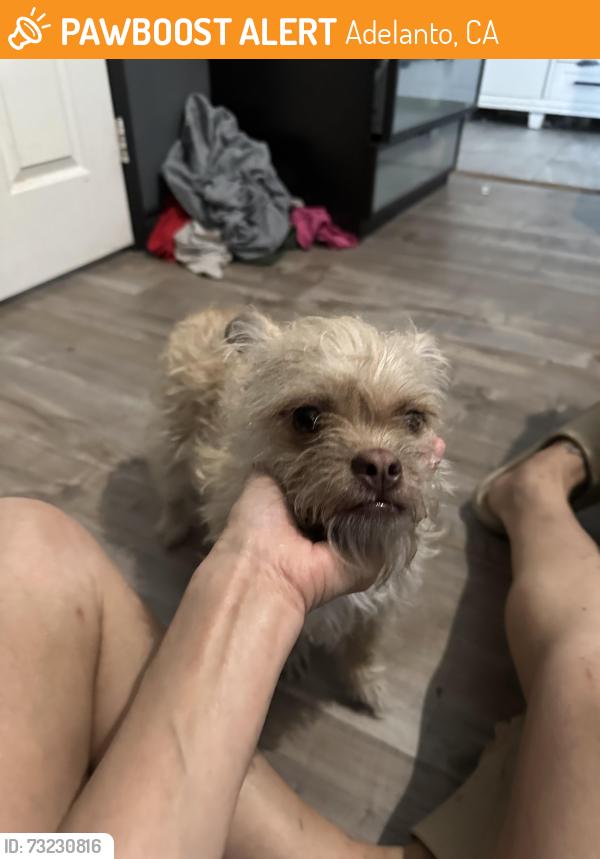 Found/Stray Female Dog last seen Jonathan and Seneca, Adelanto, CA 92301