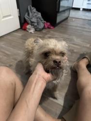 Found/Stray Female Dog last seen Jonathan and Seneca, Adelanto, CA 92301