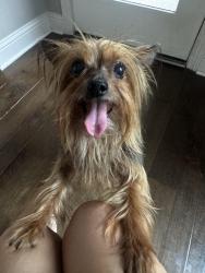 Reunited Female Dog last seen Near lake bridge ln, League City, TX 77573