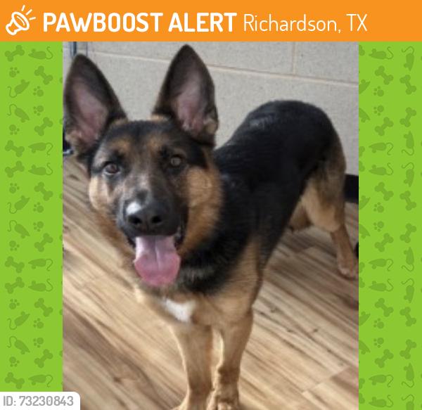 Found/Stray Male Dog last seen Near E Lookout Dr, Richardson, TX 75082