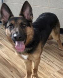 Found/Stray Male Dog last seen Near E Lookout Dr, Richardson, TX 75082