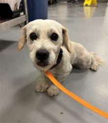 Shelter Stray Male Dog last seen 7TH AND GRAND AVE, SAN JACINTO, 581 S Grand Ave, San Jacinto, CA 92582, USA