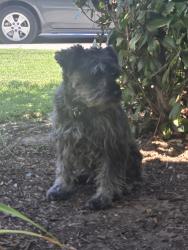 Found/Stray Unknown Dog last seen Vineyards Communuty-25St. E, 27th St. E, Ave. Q-12, Palmdale, Palmdale, CA 93550