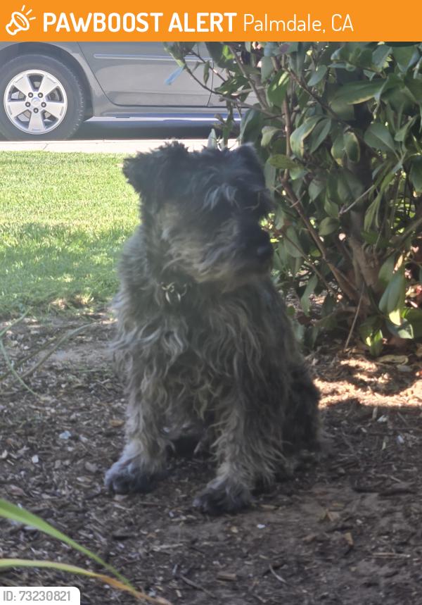 Found/Stray Unknown Dog last seen Vineyards Communuty-25St. E, 27th St. E, Ave. Q-12, Palmdale, Palmdale, CA 93550