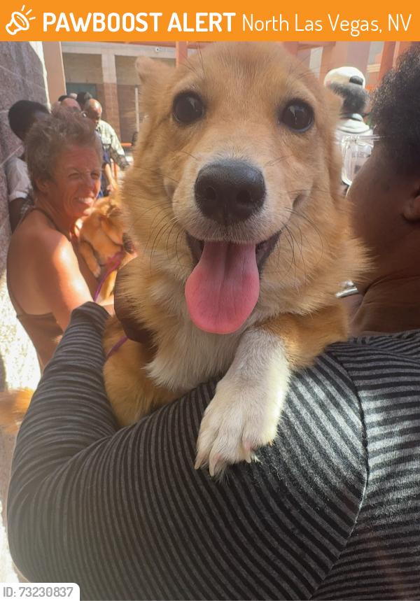 Found/Stray Female Dog last seen Near foremaster ln, North Las Vegas, NV 89030