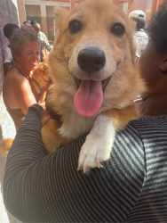 Found/Stray Female Dog last seen Near foremaster ln, North Las Vegas, NV 89030