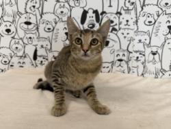Shelter Stray Female Cat last seen , 957 N Gaffey St, San Pedro, CA 90731, USA