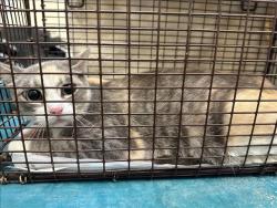 Shelter Stray Female Cat last seen , 3201 Lacy St, Los Angeles, CA 90031, USA